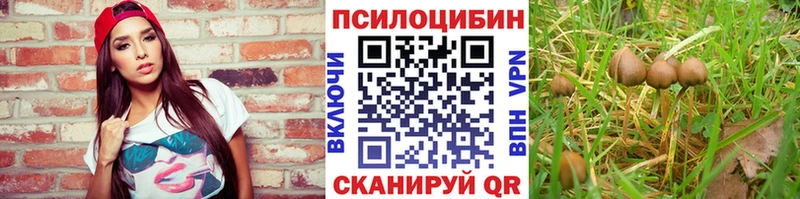 Псилоцибиновые грибы Cubensis  как найти закладки  Шебекино 